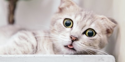 Chat pensif - Dressage et Éducation