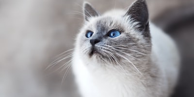 Chat en formation - Consultations Comportementales